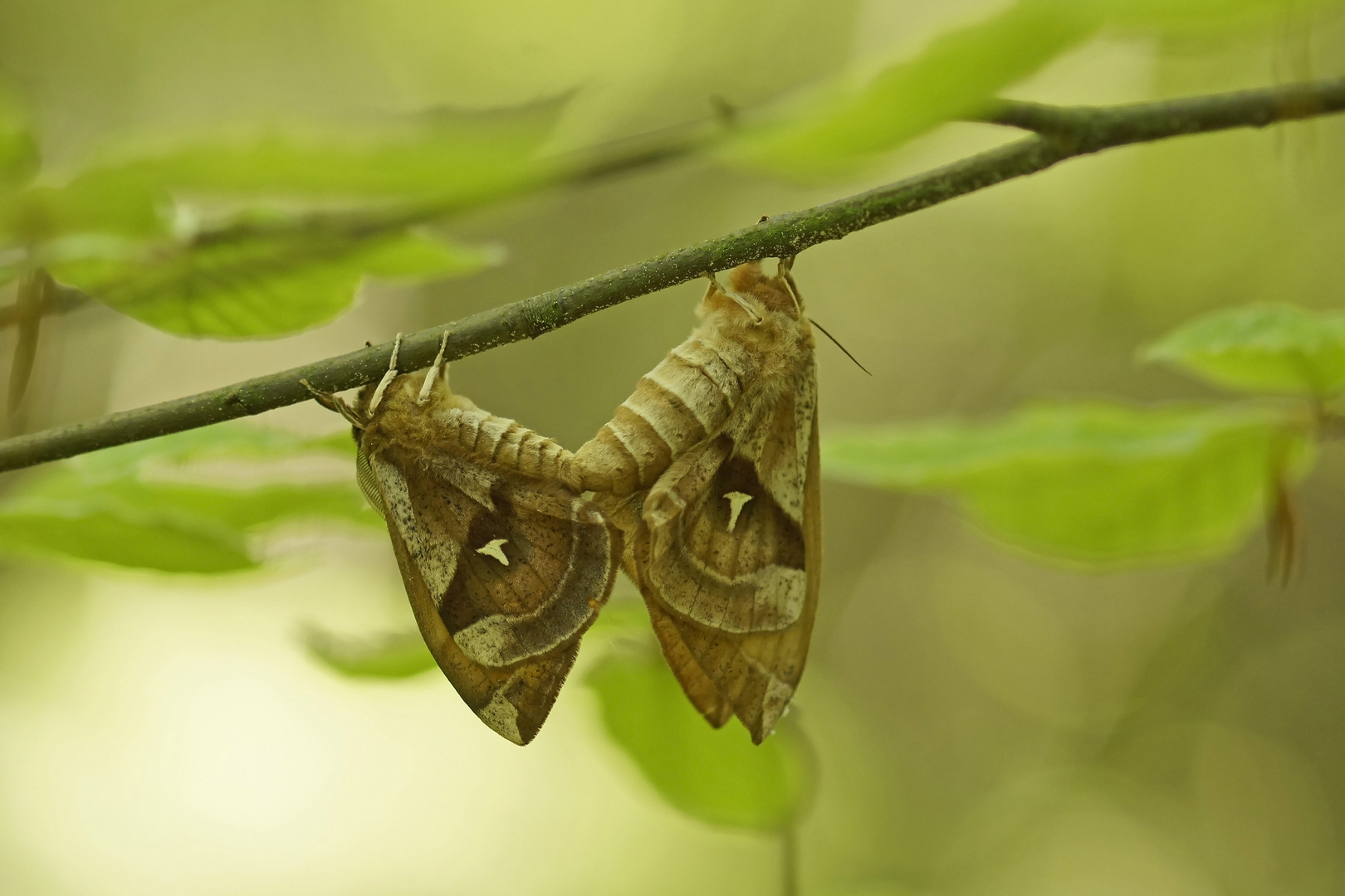 Nagelfleck (Aglia tau), Kopula