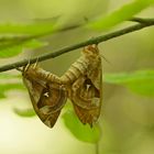 Nagelfleck (Aglia tau), Kopula