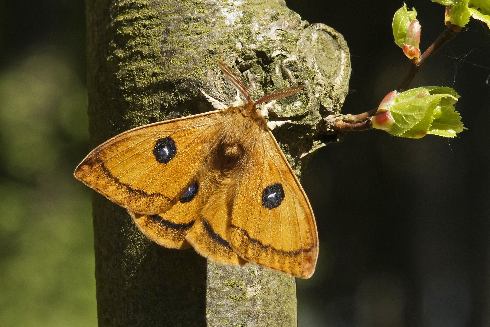 Nagelfleck (Aglia tau), Männchen