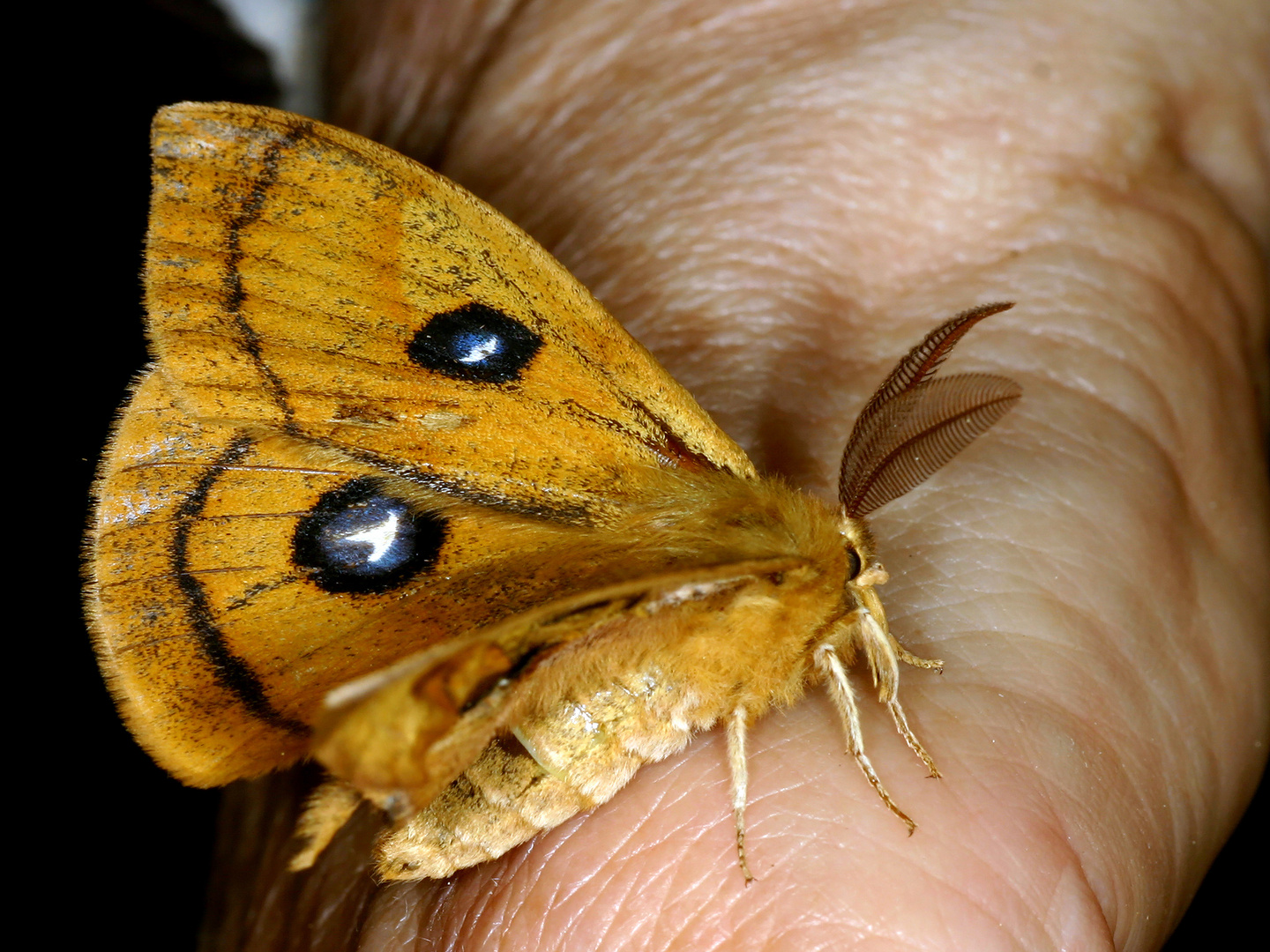 Nagelfleck (Aglia tau) male.