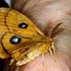 Nagelfleck (Aglia tau) male.