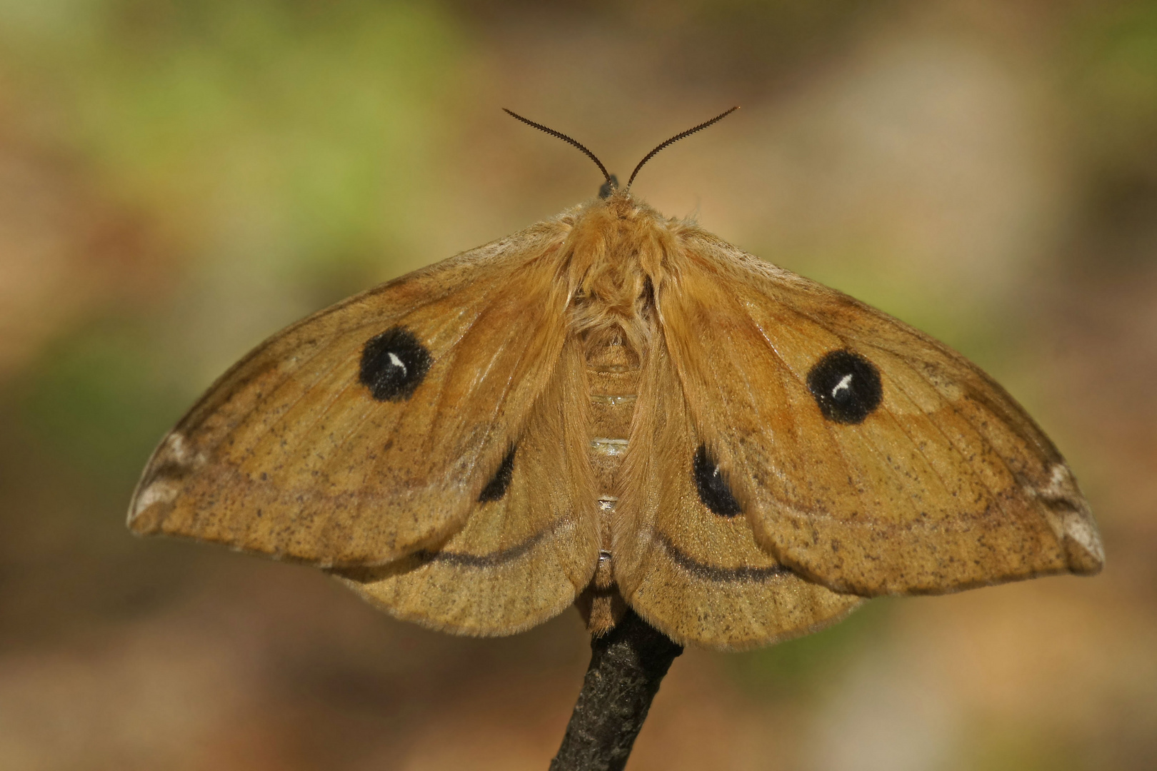 Nagelfleck (Aglia tau), Weibchen