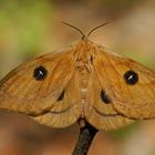 Nagelfleck (Aglia tau), Weibchen