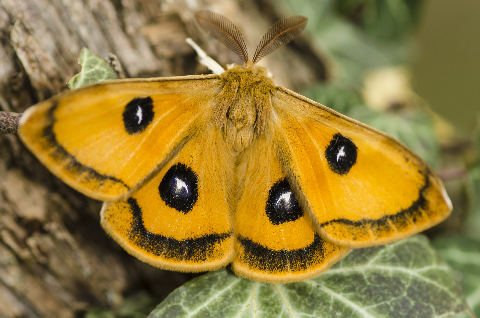 Nagelfleck, Männchen (Aglia tau)