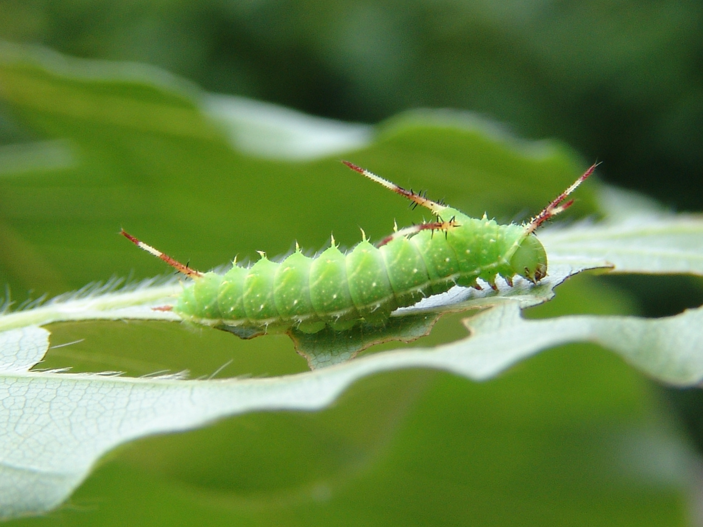 Nagelfleck mittelgroße Raupe