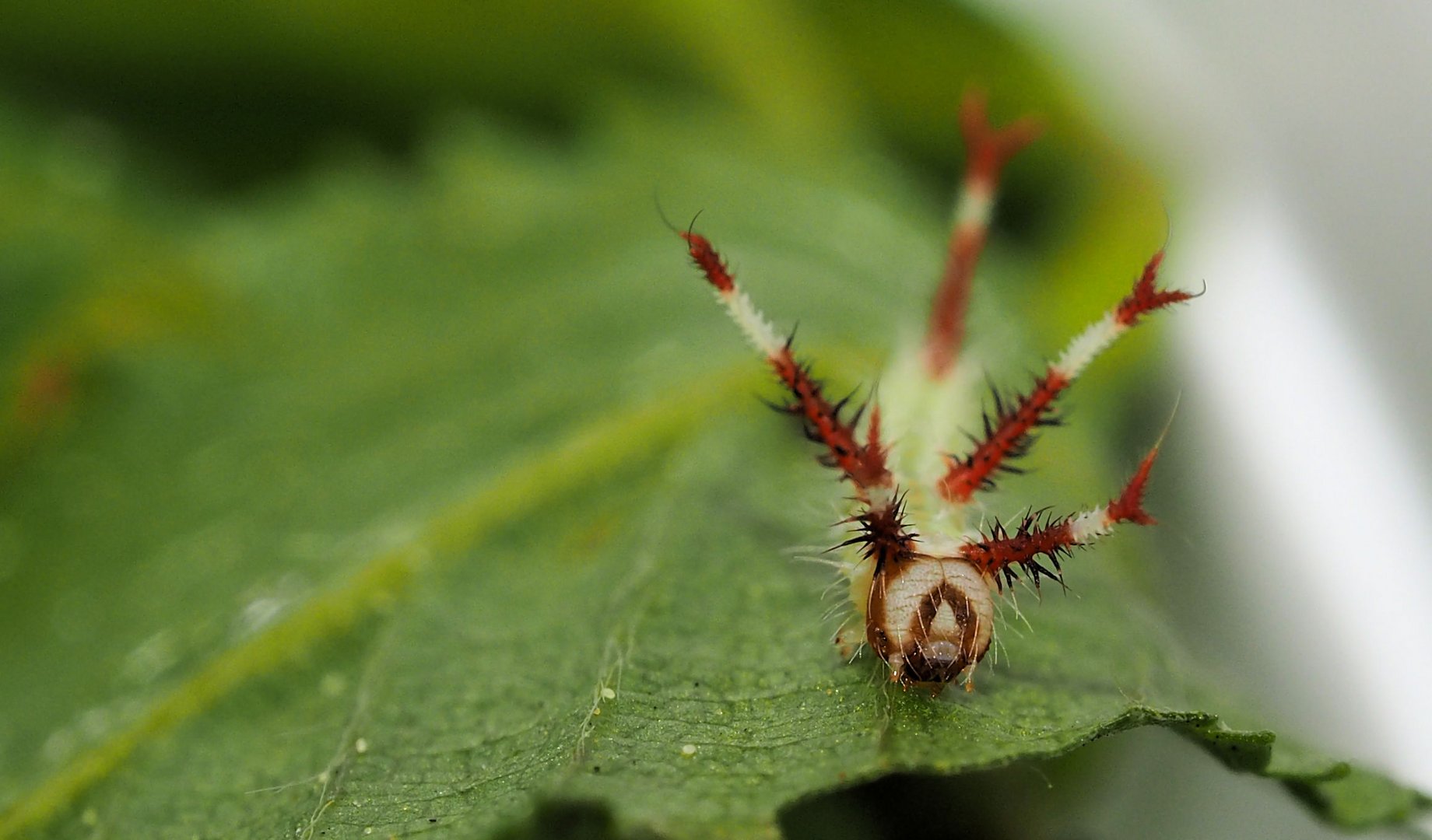 Nagelfleck Raupe 