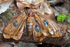 Nagelfleck – Rettung am Weilroder Schwiederweiher 02