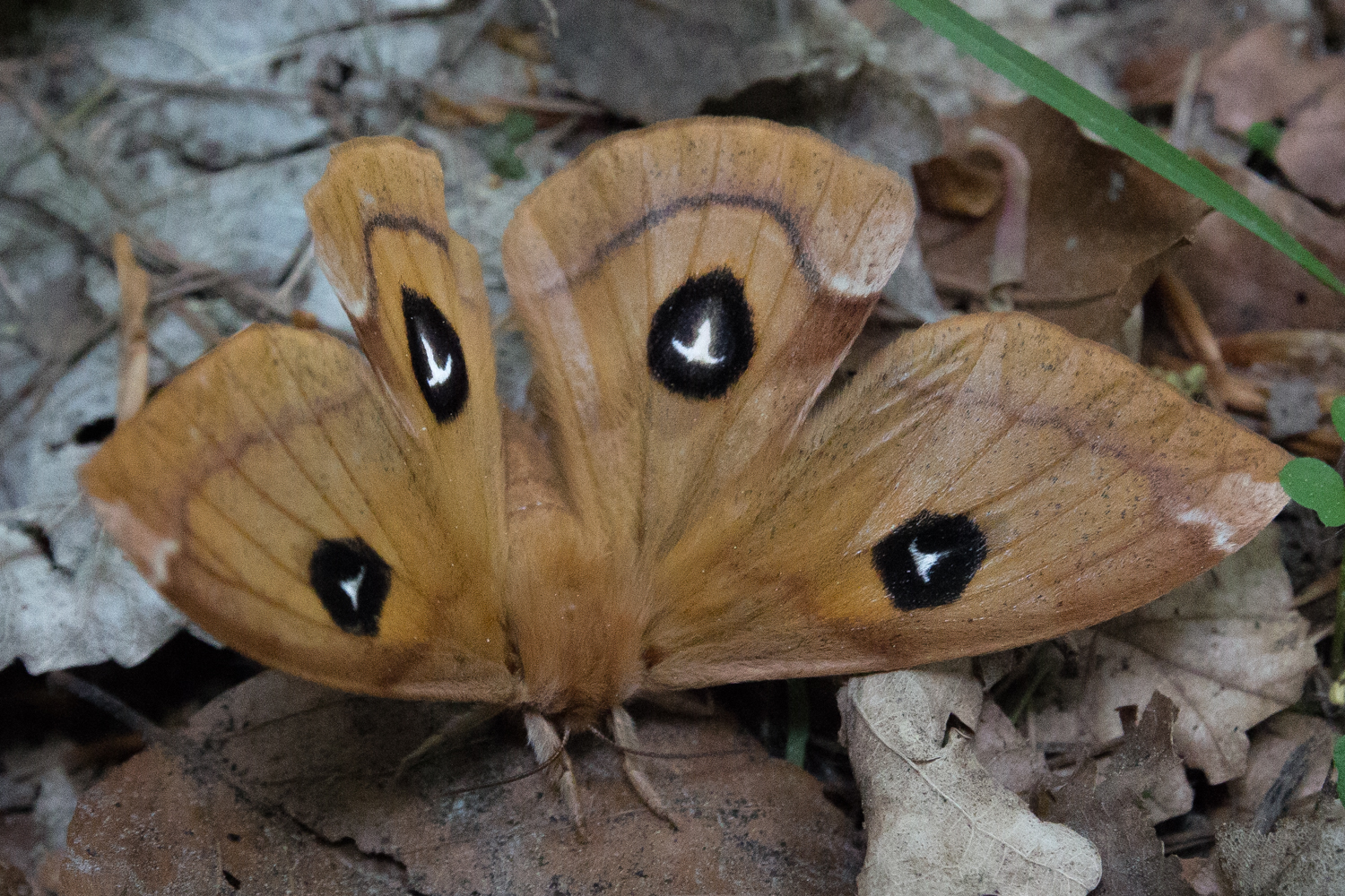 Nagelfleck Schmetterling