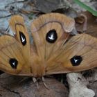 Nagelfleck Schmetterling