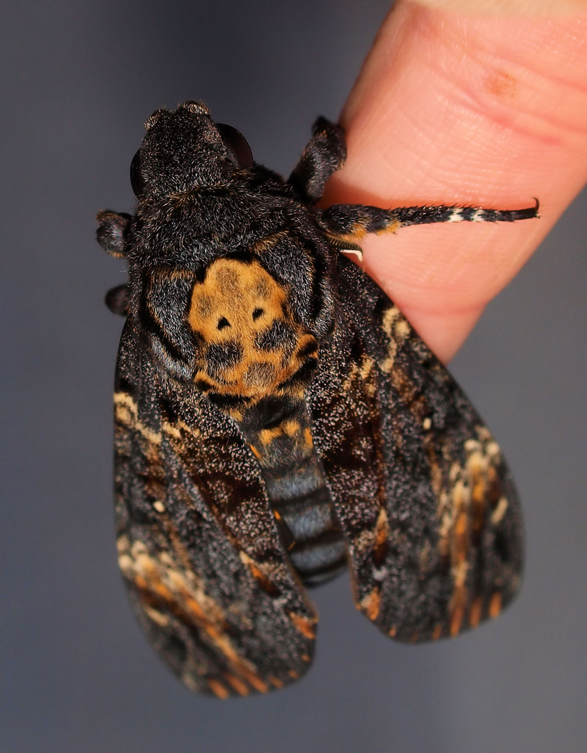 Nagelneuer Acherontia atropos...