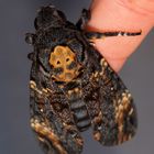 Nagelneuer Acherontia atropos...