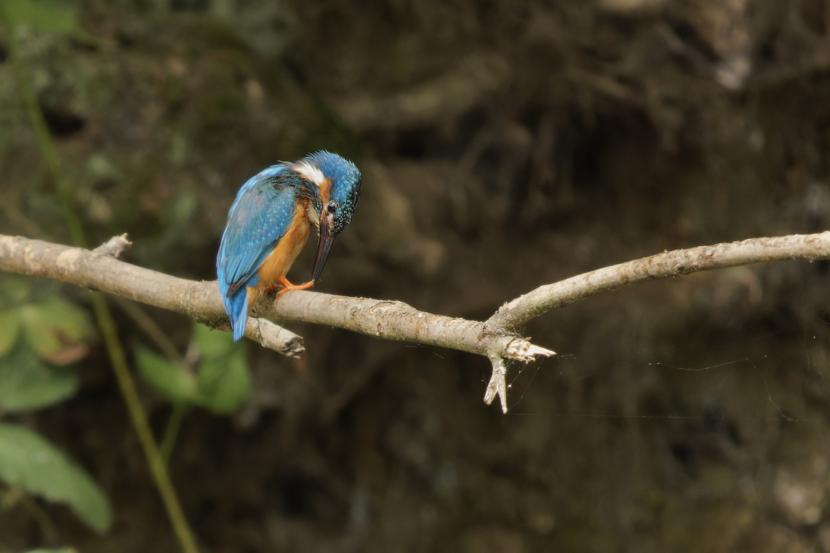 Nagelpflege bei Herrn Eisvogel