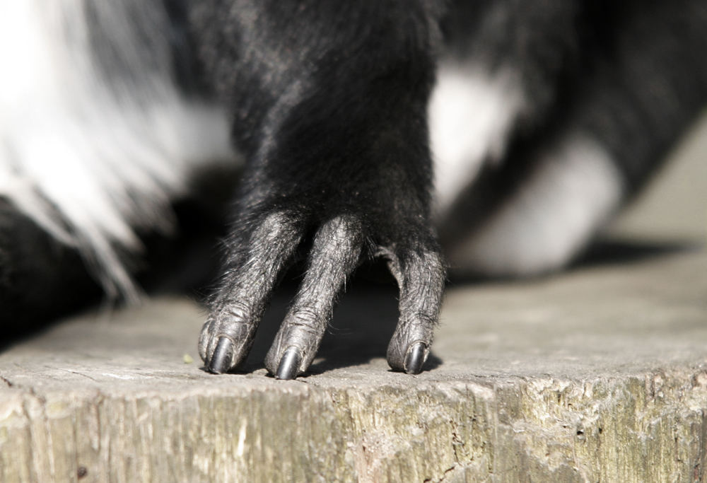 Nagelpflege gefällig?