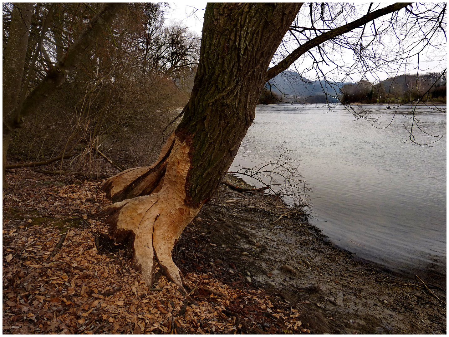 Nager am Werk am Rhein b. Hemishofen, Kanton Schaffhausen