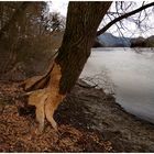 Nager am Werk am Rhein b. Hemishofen, Kanton Schaffhausen