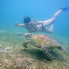 Nager avec les tortues