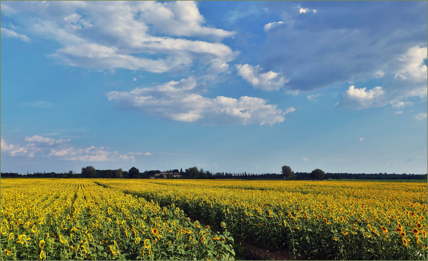 nager dans les tournesols ....en juillet 