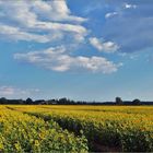 nager dans les tournesols ....en juillet 