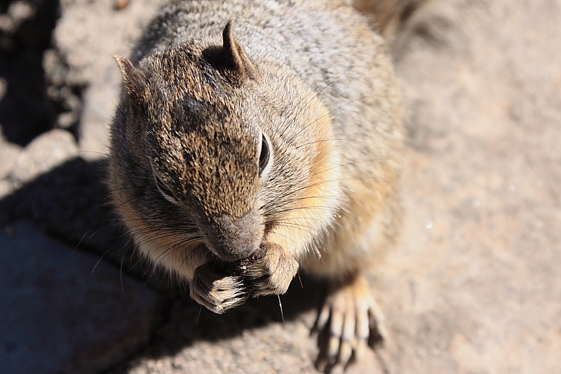 Nagetier am Grand Canyon