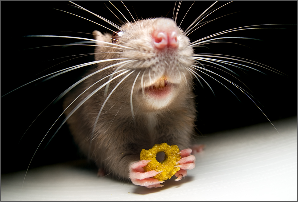 *nagetier* Foto & Bild | tiere, haustiere, nagetiere & kaninchen Bilder