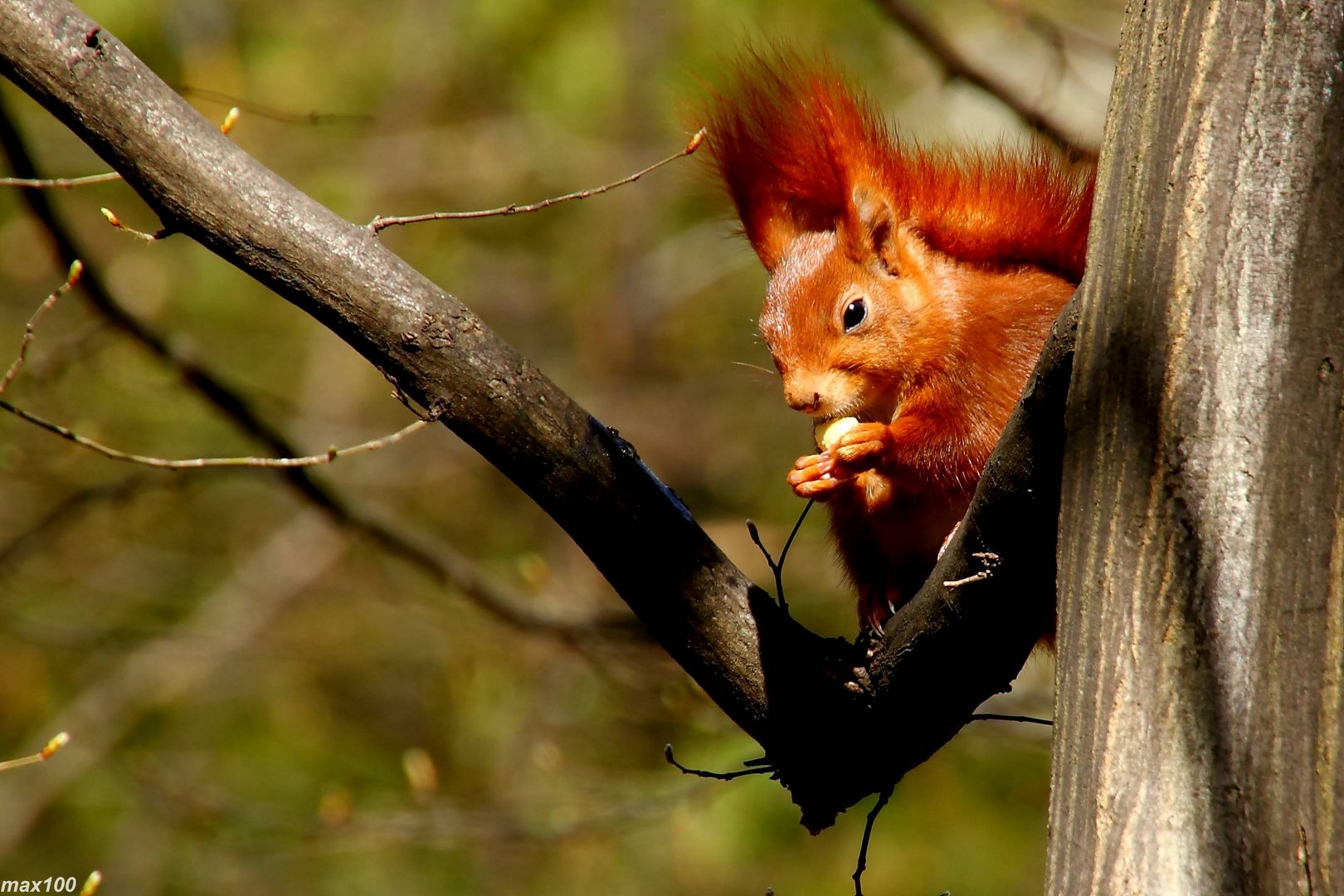 Nagetier Eichhörnchen