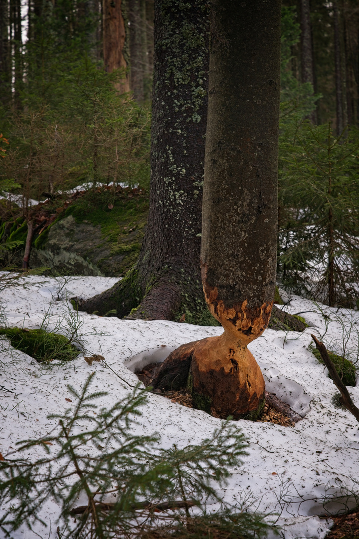 Nagetiere am Bayrischen Wald