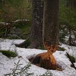 Nagetiere am Bayrischen Wald