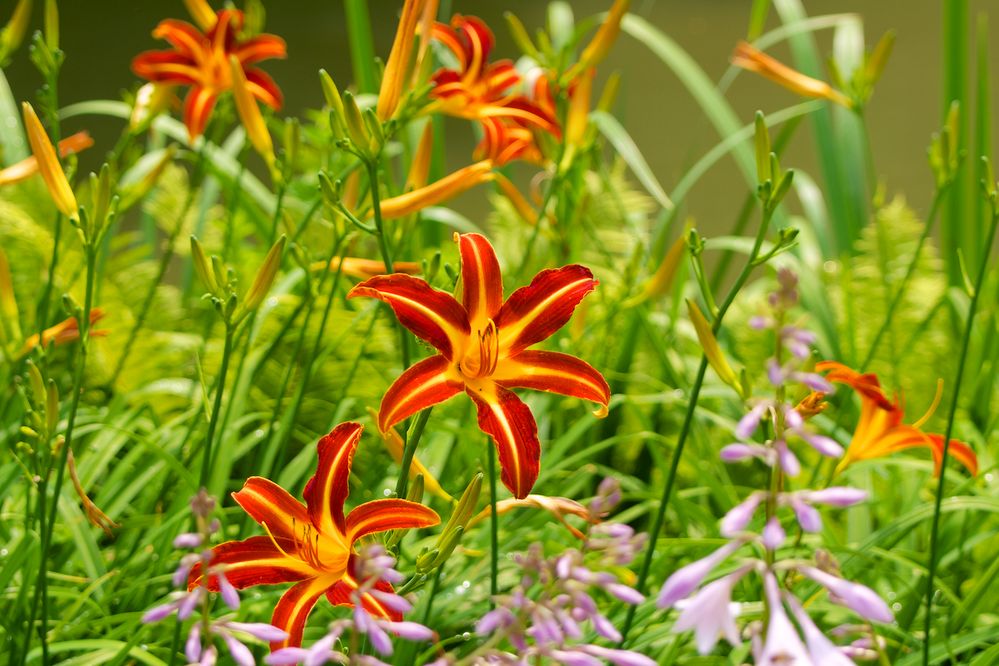 Nah am Teich Foto & Bild pflanzen, pilze & flechten, blüten