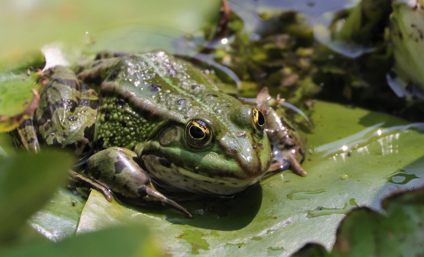 Nah dran am Teichfrosch