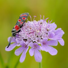 Nah ran. Es wimmelt von Insekten auf der Blüte