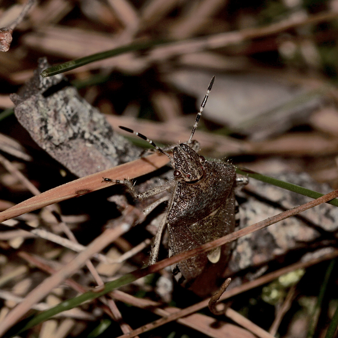 Nahansicht der Beerenwanze (Dolycoris baccarum)