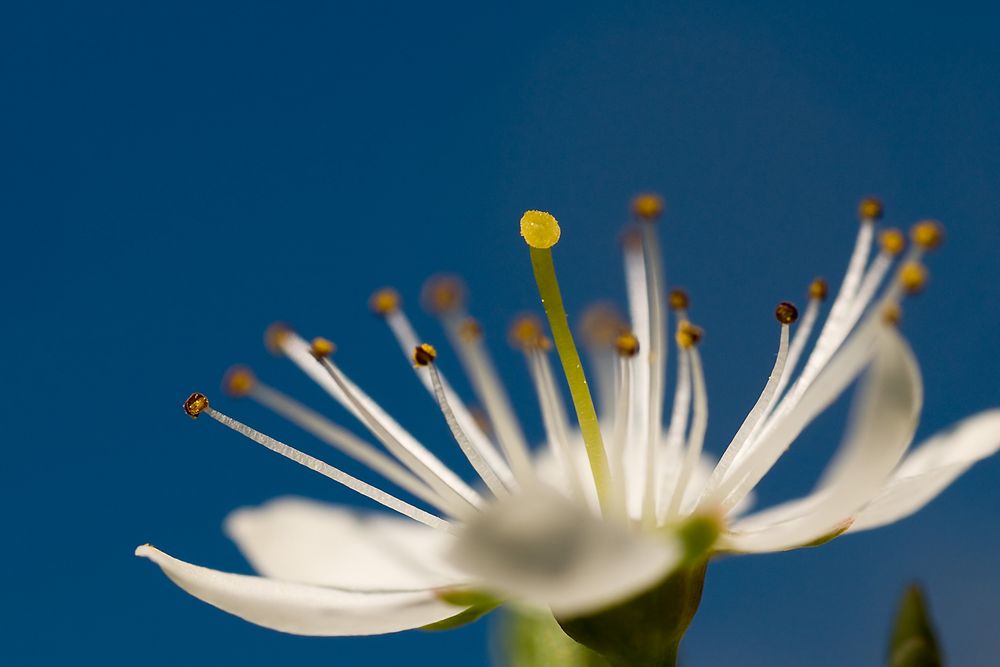 Nahansicht einer Schlehenblüte