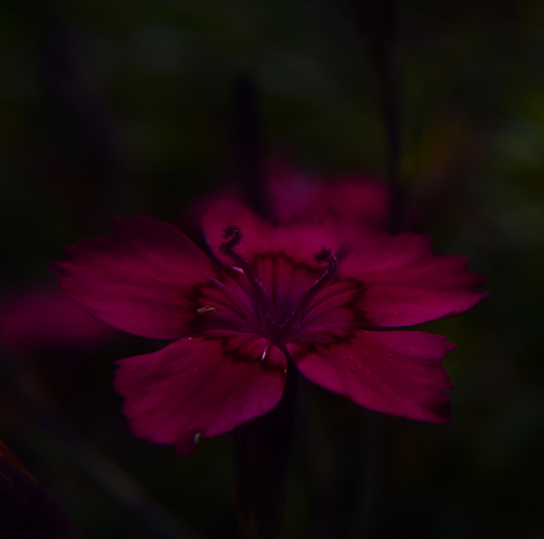 Nahaufnahme Foto Bild Natur Nahaufnahme Blume Bilder Auf Fotocommunity