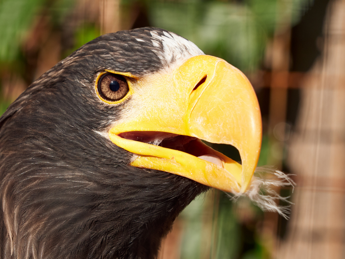 Nahaufnahme Adler