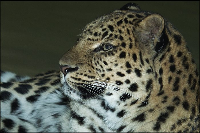 Nahaufnahme Amur-Leopard