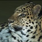 Nahaufnahme Amur-Leopard