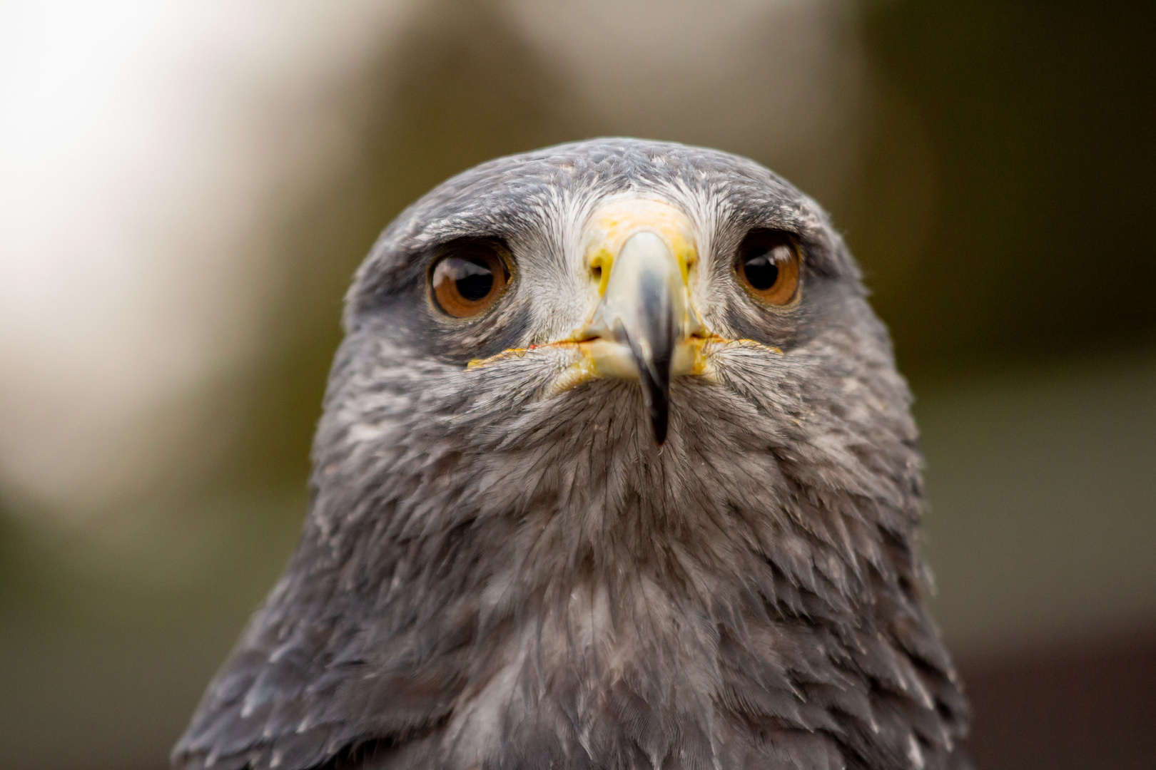 Nahaufnahme Blaubussard