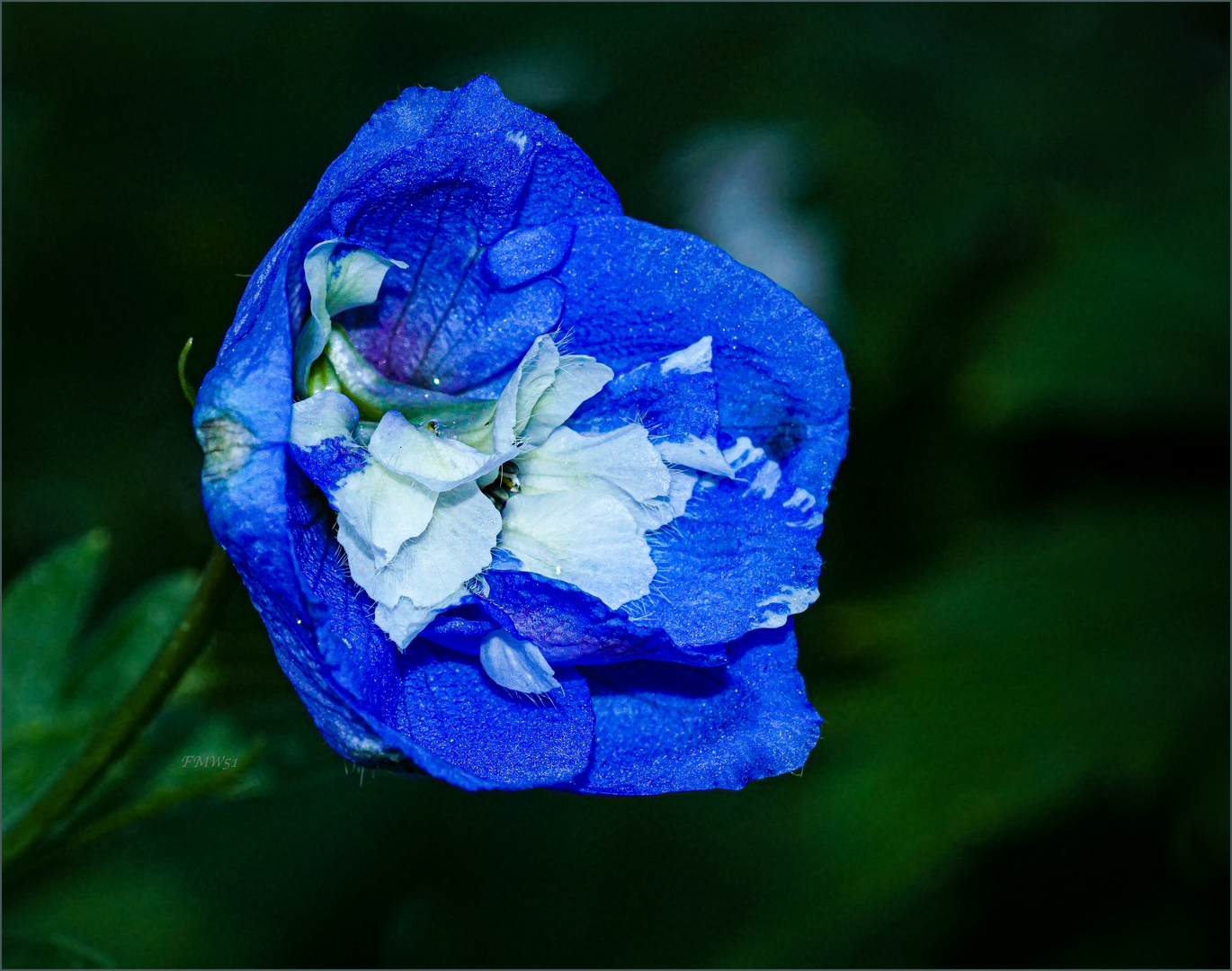 Nahaufnahme Blüte Rittersporn