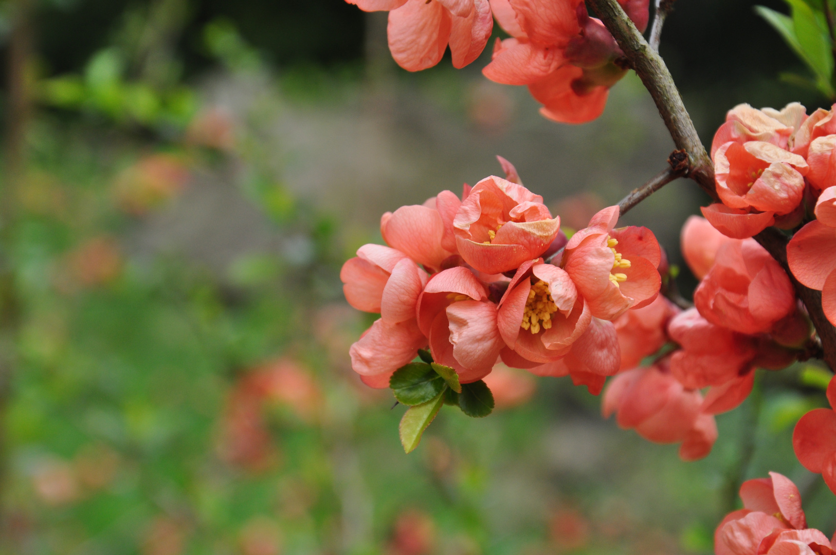 Nahaufnahme Blüten