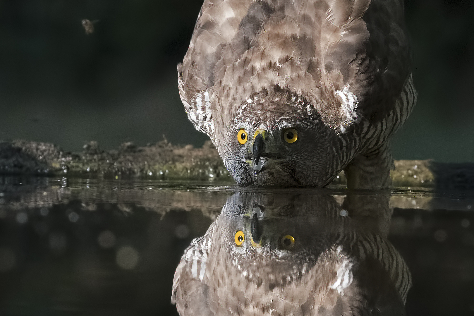 Nahaufnahme des stolzen Vogels