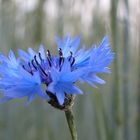 Nahaufnahme einer Feldblume