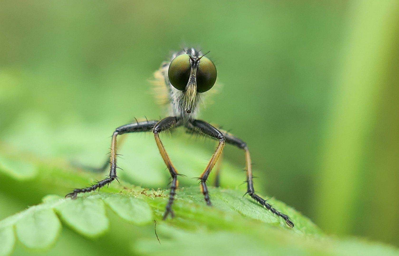 Nahaufnahme einer Fliege