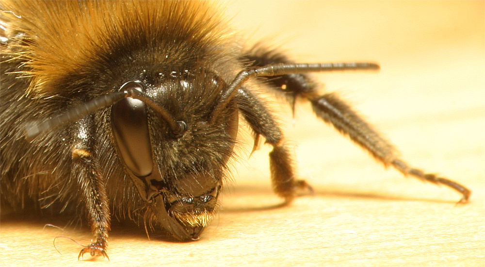 Nahaufnahme einer Hummel