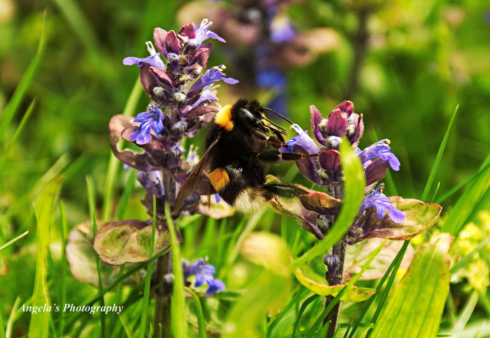 Nahaufnahme einer Hummel bei der Arbeit