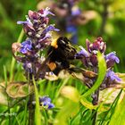 Nahaufnahme einer Hummel bei der Arbeit