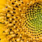 Nahaufnahme einer Sonnenblume 1