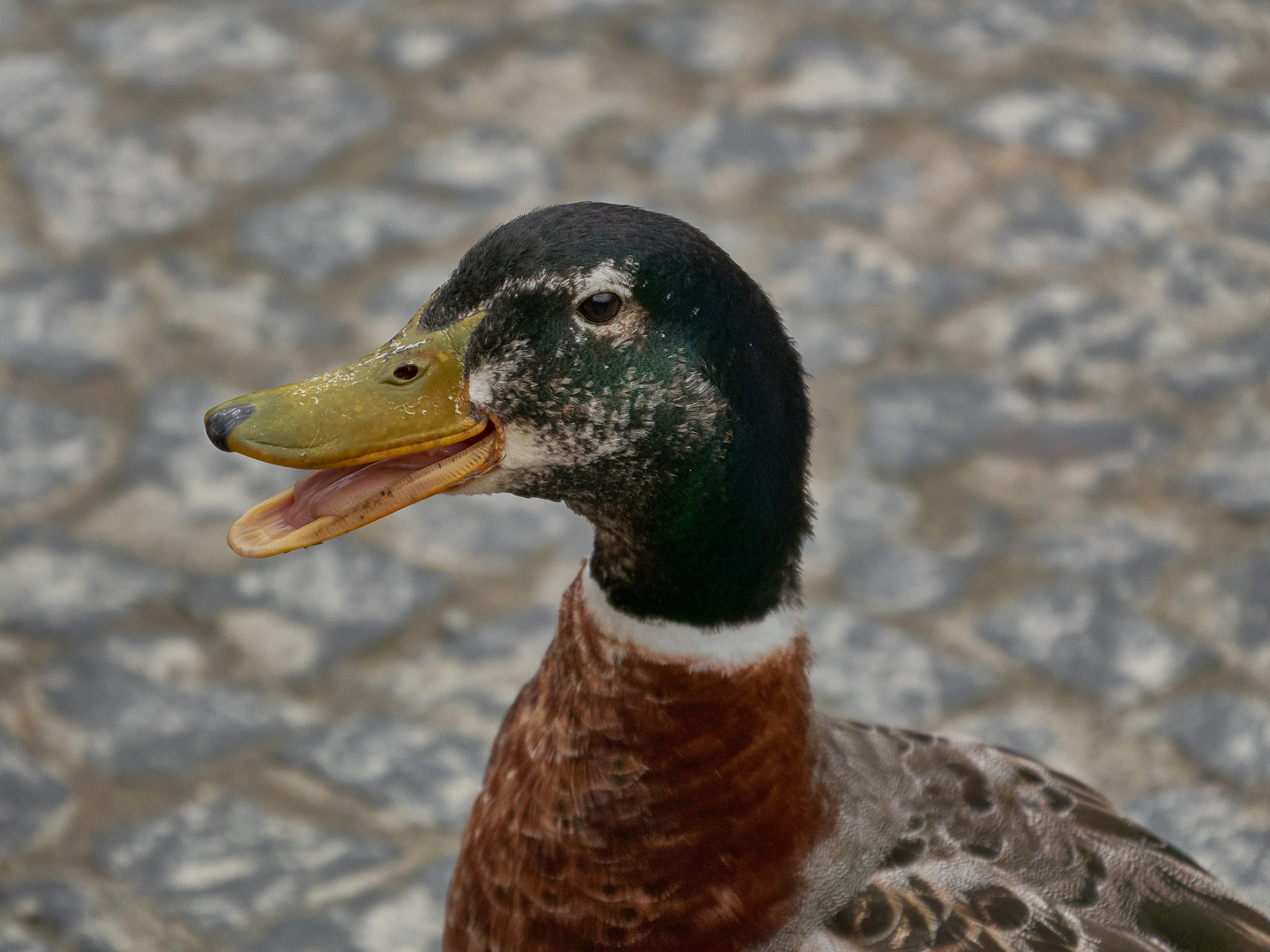 Nahaufnahme einer Stockente