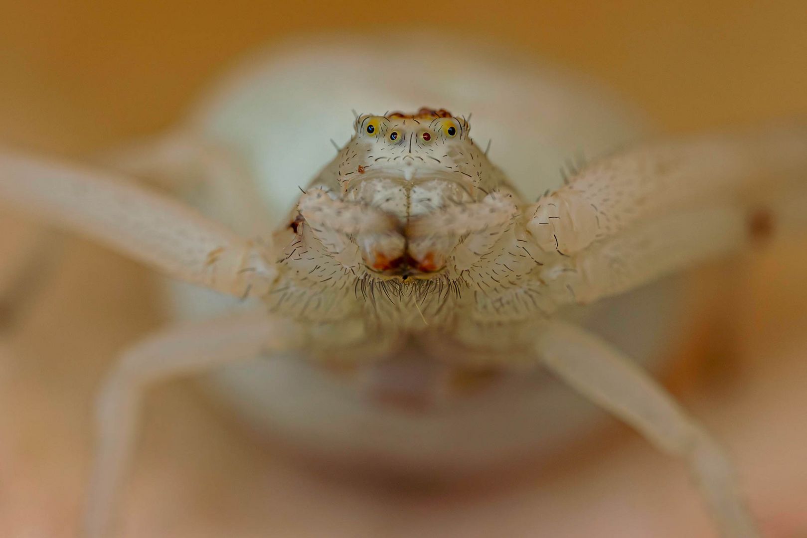 Nahaufnahme einer Veränderliche Krabbenspinne / Close-up of flower crab spider