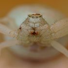 Nahaufnahme einer Veränderliche Krabbenspinne / Close-up of flower crab spider