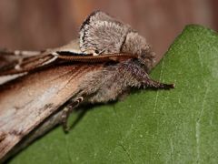 Nahaufnahme eines Birken-Zahnspinners (Pheosia gnoma)